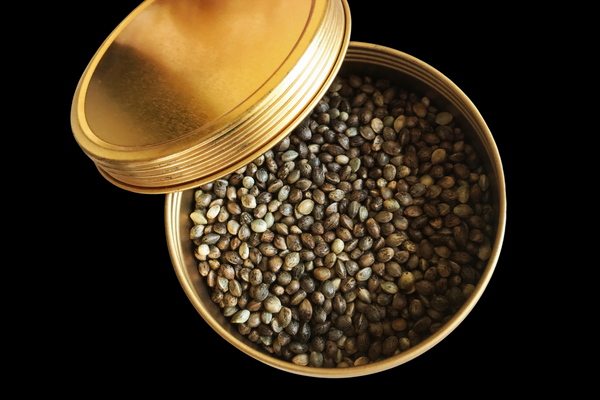 cannabis-seed